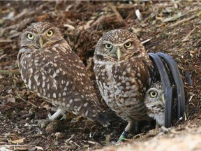 Burrowing owls will be released on Upper Nicola Band land near Merritt -- the first time the endangered birds have been released onto First Nations land.