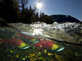Early predictions for 2016 Fraser River sockeye salmon returns are not promising.