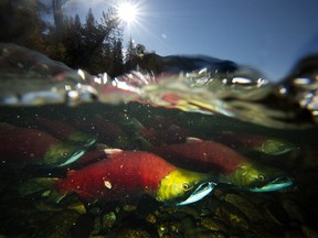 Fishermen on the Pacific coast expect to be hauling less salmon this year due to a sharp decline in the fish population after years of drought.