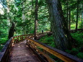 Visit the Ancient Forest, located near Prince George, and hike amongst towering old growth cedars – some are more than 1,000 years old.