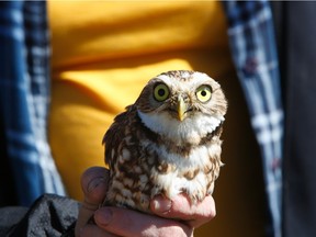 The Upper Nicola Band hosted its first reintroduction of the burrowing owl on Sunday near Merritt. The band released three pairs of yearlings and hopes to reintroduce up to 65 burrowing owls to the wild this year. Photo courtesy of Cliff Lemire, Burrowing Owl Conservation Society.