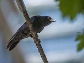 Attacking crows at this time of year are nothing new to Vancouverites, but an online tool to chronicle the attacks certainly is.
