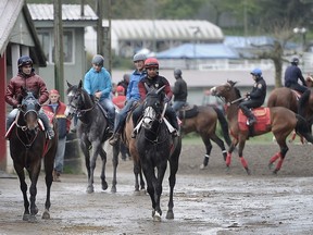 Race horses get ready to train at Hastings Racecourse in Vancouver this week. Thoroughbred season has the track abuzz with activity and hope for the future of the sport.