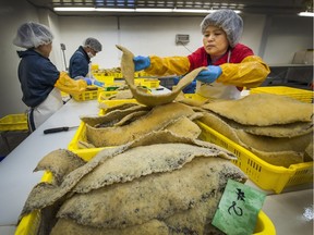 Workers at Grand Hale Marine Products prepare roe herring, including spawn on kelp (seen here) for the Japanese market in their plant in Vancouver. A free-trade agreement with China would have a significant impact on B.C. exports, especially products such as seafood.
