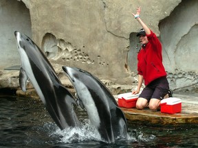 Aqarium dolphins Helen and Hana with Vancouver Aquarium Trainer Adria Young.
