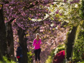 A woman runs under a canopy of cherry blossoms in Vancouver, BC, April, 10, 2016.
