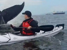 A kayaker is seen near the tail of a humpback whale in Vancouver's English Bay in an image from a video from YouTube user Johnny O.