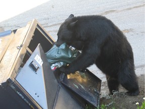 WHISTLER, B.C. July 25, 2014  A black bear goes through garbage in this photo taken during by a B.C. Conservation Service officer responding to a call in Whistler a few years ago. Unsecured attractants are a major factor in unwanted human-bear encounters. Handout Photo: B.C. Conservation Service. (for a story by Elaine OConnor.) [PNG Merlin Archive]