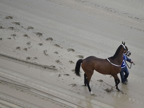 A hot walker moves down a muddy track with Homeboykris before the first horse race ahead of the 141st Preakness Stakes at Pimlico Race Course, Saturday, May 21, 2016, in Baltimore.