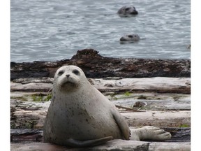 Research shows that PCB levels in harbour seals have declined over the year but remain higher in Puget Sound than Strait of Georgia.