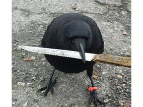 Canuck the crow shows off its beak skills in this photo from the Facebook fan page.