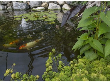 “Paul takes care of all technical and maintenance issues — pumps, water quality, pond hardware, fish and so on. He also does all the consulting and answering questions about pond design and installation.
