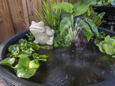 The nursery has developed a number of elegant compact water garden containers that feature a variety of plants in a single pot with a small, recycling fountain or spouting figurine.