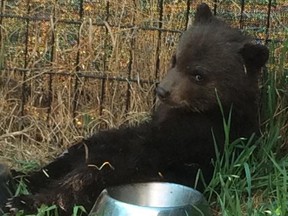 A bear cub rescued by a family near Dawson Creek was euthanized by a conservation officer who said the cub could not be rehabilitated.