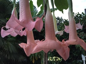 Pink brugmansia also known as angel's trumpet