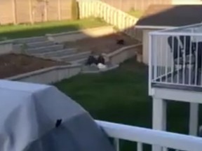 The video shows an eagle hunting a cat through a backyard in Campbell River.