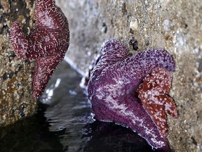 Researchers in Oregon and Northern California are finding that droves of baby sea stars are returning to the shores after whole populations of starfish along the West Coast were decimated by a wasting disease over the last two years.