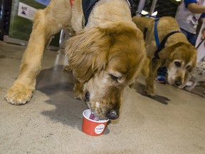 Just like many West Coast residents who suffer from allergies, pets get hit particularly hard in B.C. where the climate is milder than in other parts of Canada. (Mark Peterman/ AP Images)