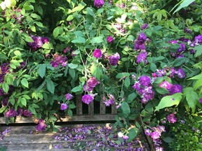 Fragrant Reine des Violettes roses cascade over wooden seat