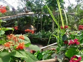 Inside the tropical dome at The Eden Project