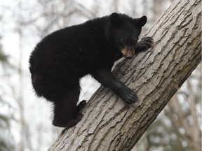 A baby bruin with a penchant for poles picked the wrong one near Port Hardy, on northern Vancouver Island. But the curious cub will be OK after reconsidering its perilous perch.