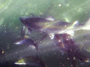 Scientists have detected a potential disease in farmed Atlantic salmon for the first time in British Columbia, but say more research is needed to determine if it could affect wild populations of the fish.