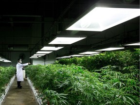 The MediJean medicinal marijuana operation in Richmond is shutting down and auctioning off about $1 million in equipment. A former exec says the company failed to get a Health Canada licence.