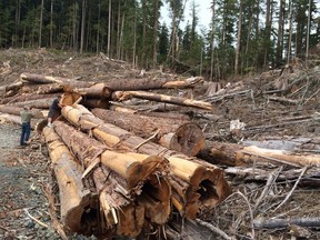 MLA Scott Fraser and forest worker Craig Rowlinson examine stacks of decaying old growth timber in TFL 44. Timber lays rotting in tree farm licence 44 because of a dispute bwtween logging companies near Cowichan Lake on Vancouver Island.