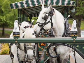 A horse-drawn carriage takes tourists on a trip around Stanley Park.