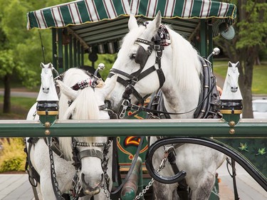 Montreal is enacting a one-year ban on horse-drawn carriages after several incidents involving horses, and animal rights activists in Victoria are asking city council to follow suit. Here in Vancouver, the Vancouver Humane Society would like to see the end of horse-drawn carriages as well.