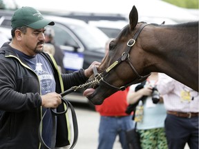 Nyquist is attended to by hot walker Fernel "Lefty" Serrano, after a workout, Thursday, May 19, 2016, in Baltimore. The 141th Preakness Horse Race will be held Saturday.