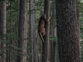 A cougar climbed a tree next to a bike trail on Blackcomb Mountain after being startled by a dog Monday evening.