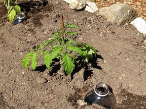 Water directly to the roots with this handy garden hack.