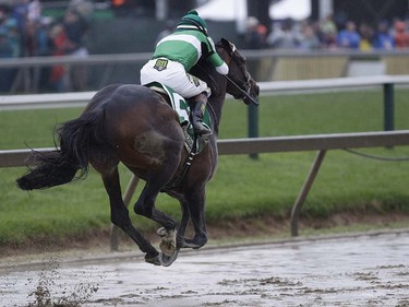 Exaggerator with Kent Desormeaux aboard moves to the finish line during the 141st Preakness Stakes horse race at Pimlico Race Course, Saturday, May 21, 2016, in Baltimore. Exaggerator won the race