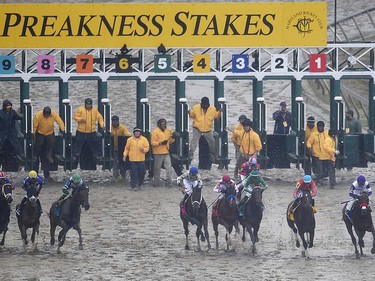 Horses leave the starting gate during the 141st Preakness Stakes horse race at Pimlico Race Course, Saturday, May 21, 2016, in Baltimore. Exaggerator won the race.