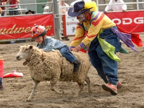 Mutton-busting at the Cloverdale Rodeo.