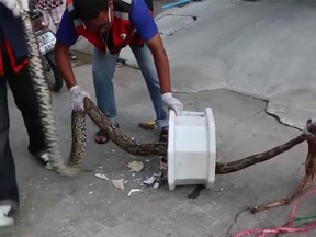 Snake bites man using toilet
