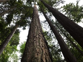 The Douglas firs at the centre of the lawsuit are more than 30 metres tall.