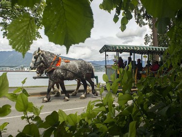 A horse drawn carriage makes it way through Stanley Park , Vancouver, May 19 2016.