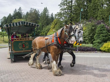 VANCOUVER May 19 2016. A horse drawn carriage makes it way through Stanley Park , Vancouver, May 19 2016.