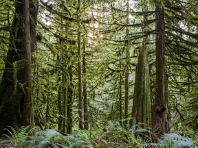 Scientists at the University of Victoria say tree-ring data suggest coastal regions of southern British are likely to be hit by severe droughts. A forest of Western red cedar and western hemlock tower over western sword ferns and spiny wood ferns near Bridal Veil Falls located east of Chilliwack.