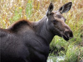 A search is underway for an orphaned moose calf in southeastern British Columbia that has managed to evade predators, vehicles and capture.