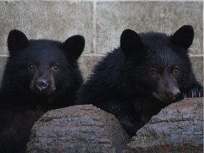 The province has ordered a wildlife rehabber to put radio collars on two bear cubs spared death by a conservation officer last year. The province wants to know if the bears get into conflict with humans after their release back to the wild this year.