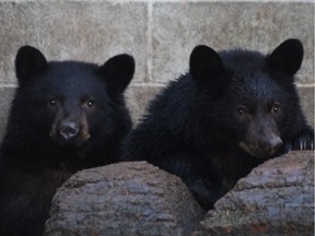 Two black bear cubs spared death by a conservation officer last July are doing well at North Island Wildlife Recovery Association and due for release back to the wild in 2016.
