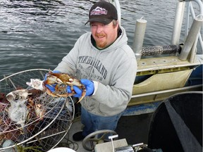 Jeff Mikus, fisherman and co-owner of Tofino's Wildside Grill, pulls a Dungeness crab from one of his traps in Clayoquot Sound.