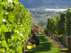 Andrew Peller Ltd. has signed deals to acquire three B.C. wineries for a combined price of $95 million. The Ontario-based wine producer says it has signed definitive agreements to acquire Black Hills Estate Winery and Gray Monk Estate Winery and a letter of intent to acquire Tinhorn Creek Vineyards. Tinhorn Creek received several honours in the 2016 British Columbia Best of Varietal Awards.