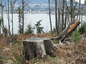 The storm of 2006 felled hundreds of trees in Stanley Park. But that was only the start of the problem.