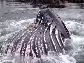 Whale watching companies in the Salish Sea report unusually large groups of humpback whales are becoming a frequent sight off B.C.'s south coast.