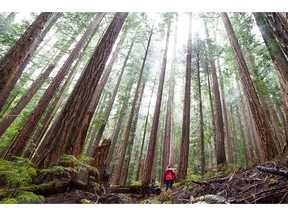 Jane Morden of Port Alberni dwarfed by a cathedral-like grove.