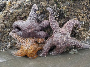 Ochre sea stars, also called starfish, in the tidepools of Kalaloch Beach 3 in the Olympic National Park, near Forks, Wash., in 2015.